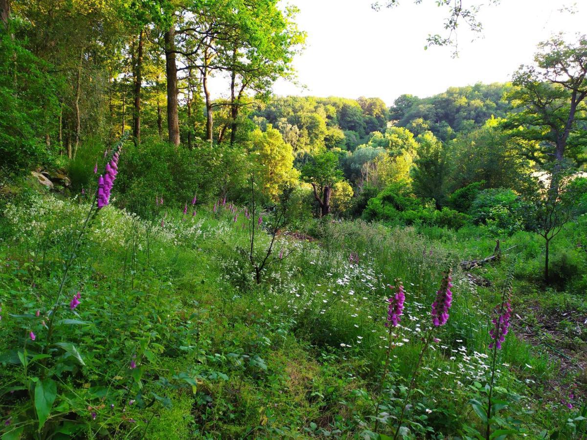Les Gites Des Beaux Chenes Mortagne-sur-Sevre Eksteriør bilde