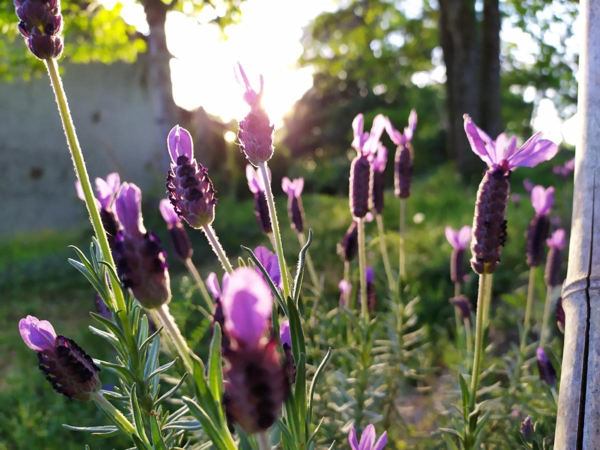 Les Gites Des Beaux Chenes Mortagne-sur-Sevre Eksteriør bilde